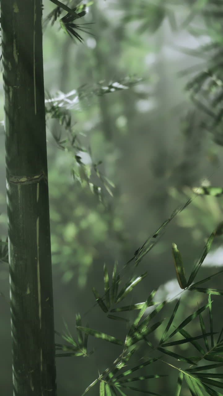 Piante di bambù che si ergono dal terreno in una fitta area boschiva verde