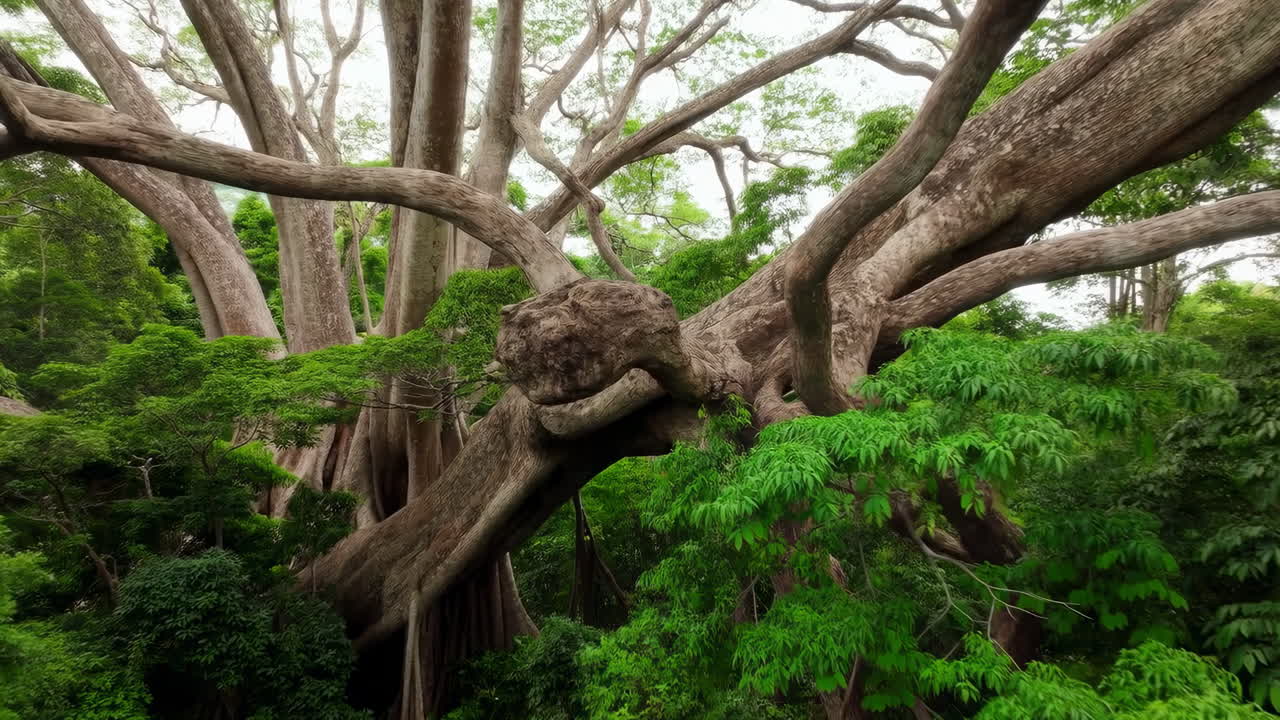Maestoso albero antico con rami massicci in una giungla tropicale.