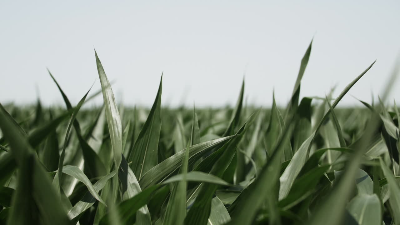 maíz, campo de maíz, crecer, creciente, verano, tallo, verdes, paisajes, agricultura, granjas, granjero, plantas, plantación, orgánico