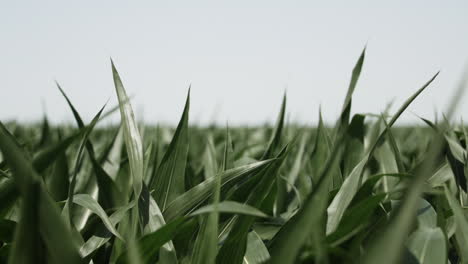 Maíz,-Campo-De-Maíz,-Crecer,-Creciente,-Verano,-Tallo,-Verdes,-Paisajes,-Agricultura,-Granjas,-Granjero,-Plantas,-Plantación,-Orgánico