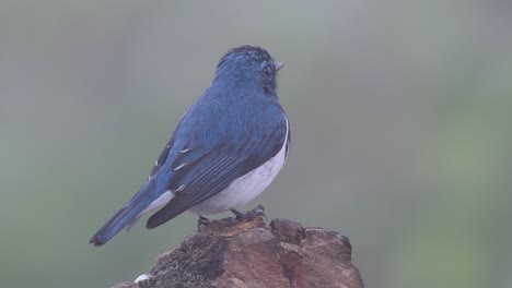 the ultramarine flycatcher, also known as the white-browed blue flycatcher, a winter migrant to thailand, is very friendy to people