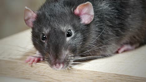 animal domestic gray rat close-up