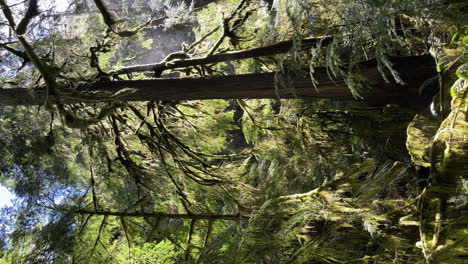 Vertical-Mirando-Hacia-Arriba-A-Través-De-Un-Exuberante-Follaje-En-Bosques-De-Montaña-Denso-Bosque-De-Pinos