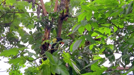 Schöner-Bunter-Tukan-Auf-Einem-Grünen-Baum-Im-Dschungel