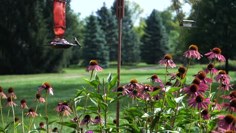 static view of hummingbirds flying by hanging feeder by large flowers