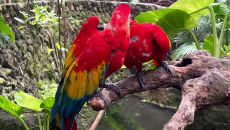 handheld close-up shot of two macaws cleaning each other at the aviary in xcaret park, mexico. 4k