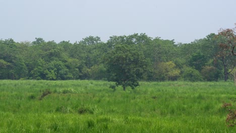 Ein-Hochwinkeliger-Schwenkblick-Auf-Die-Wiesen-Im-Chitwan-nationalpark-In-Nepal-An-Einem-Diesigen-Tag