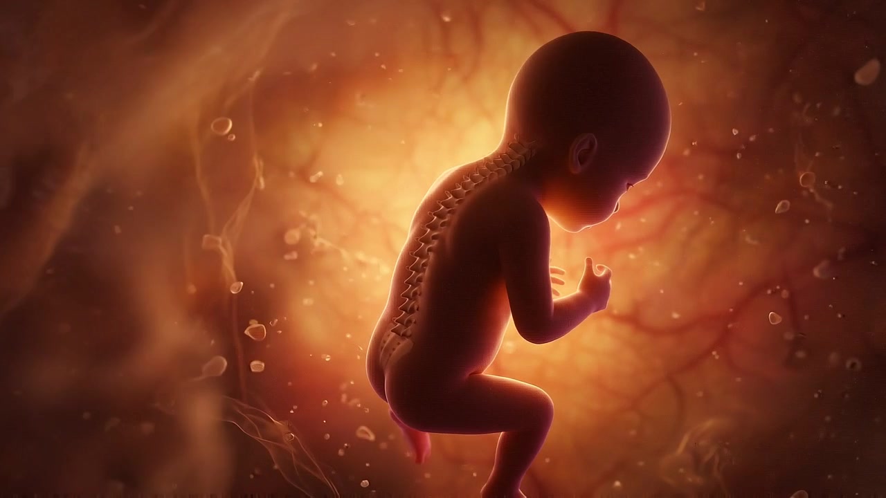 Animazione 3D di un feto umano che si sviluppa nell'utero.