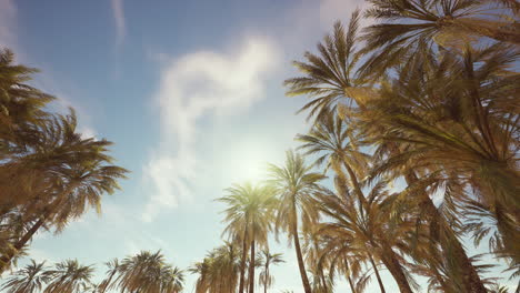 palm trees in the sky