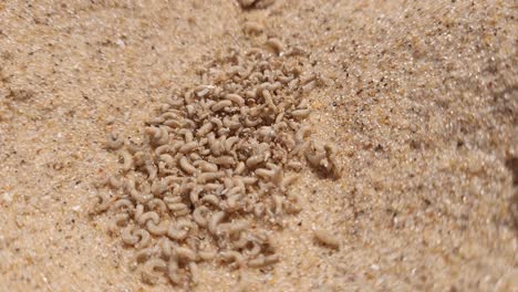 Fliegenlarven-Kriechen-Am-Sandstrand,-Nahaufnahme-Von-Oben-Nach-Unten