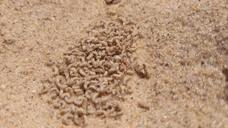 larvas de mosca arrastrándose en la playa de arena, vista de arriba hacia abajo