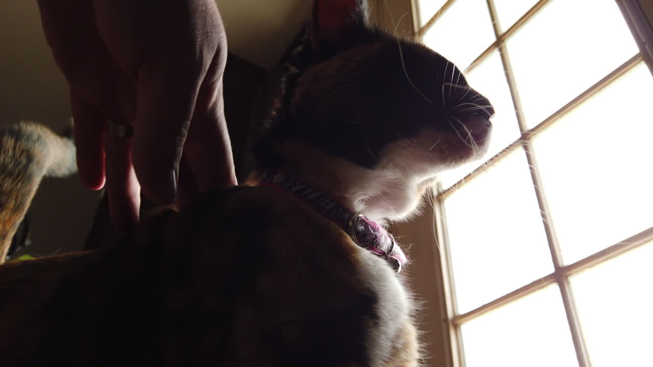 아름다운 칼리코 고양이가 주인에 의해 애완동물이 되고 주인이 손에 머리카락을 슬로우 모션으로 흘리고 있습니다.