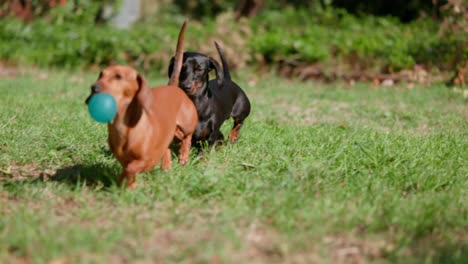 A red and black dachshund return a ball during a game of fetch, running through the grass in slow motion. A joyful and dynamic backyard play scene.