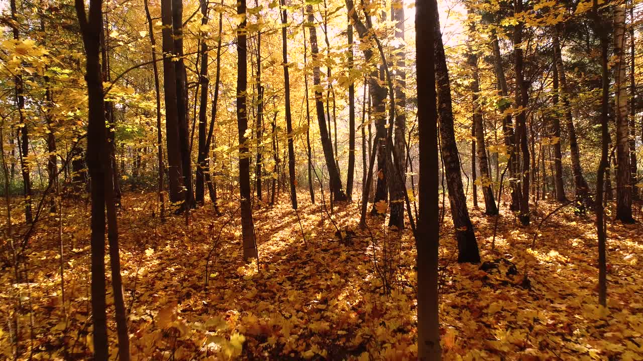 madera de bosque de otoño colorida
