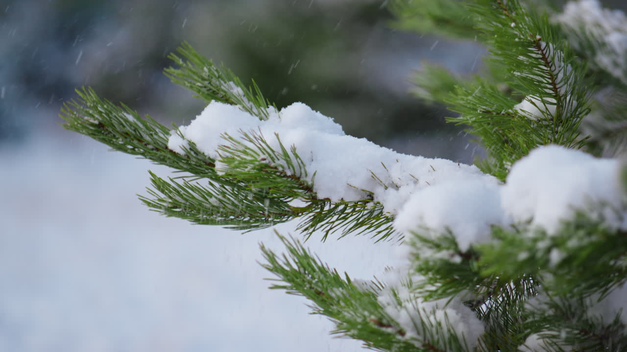 Pine twigs covered snow close up. Snowbound spruce branch shaking off snowflakes