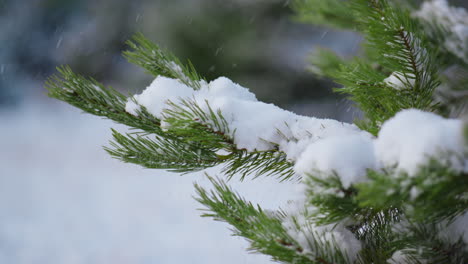 Pine-twigs-covered-snow-close-up.-Snowbound-spruce-branch-shaking-off-snowflakes