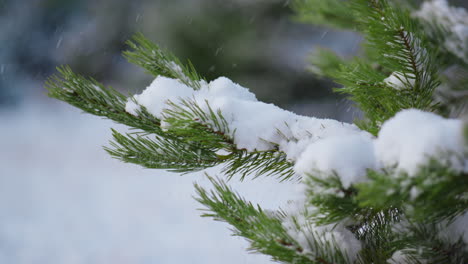 pine twigs covered snow close up. snowbound spruce branch shaking off snowflakes