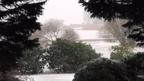 snow falling in the background, and tree in the shade in foreground, in a park with a frozen lake far behind