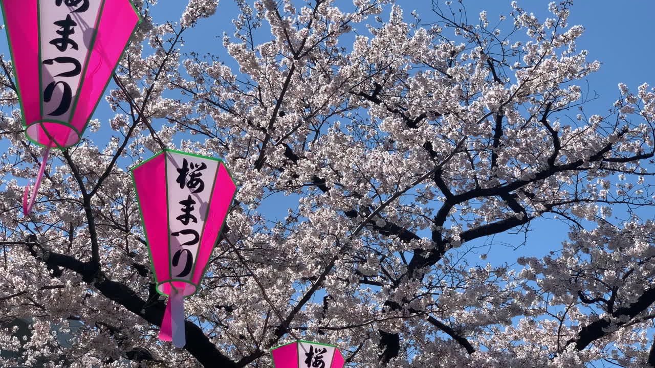 las flores de cerezo en el parque sumida