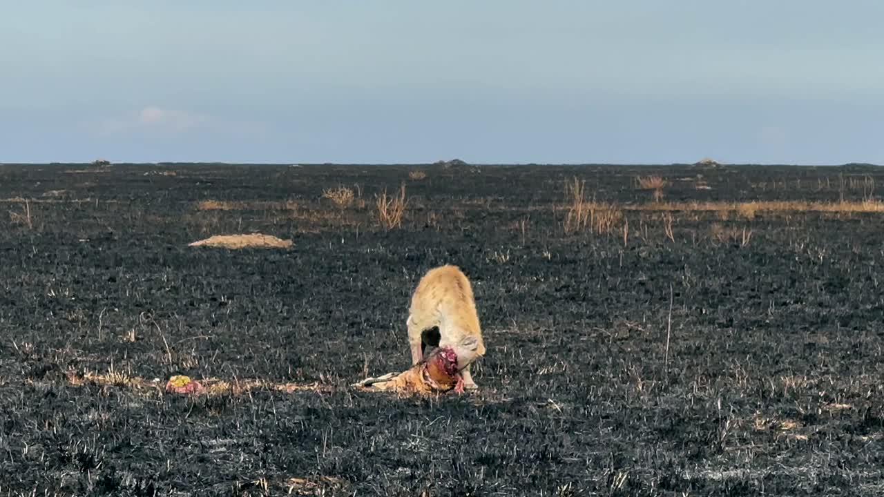 Spotted hyena (Crocuta crocuta) eating Thomson's gazelle (Eudorcas thomsonii) in a savanna with burnt grass after a wildfire. Serengeti National Park, Tanzania