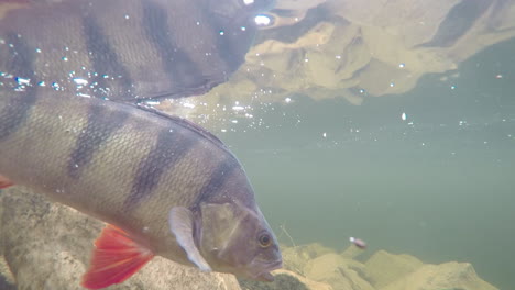 Unterwasseraufnahmen-Eines-Barsches,-Der-In-Einem-See-Herumschwimmt