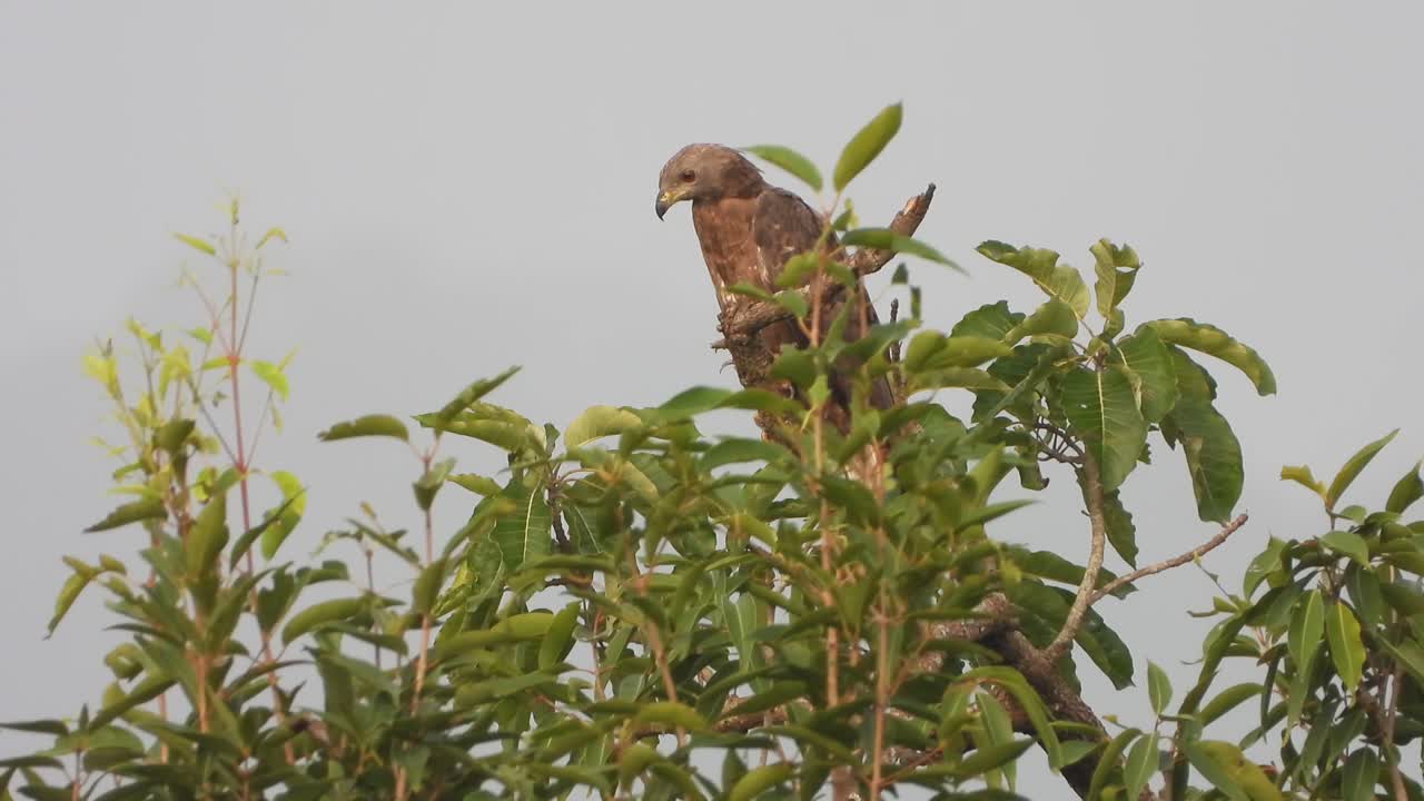 águila común en el árbol uhd mp4 4k video..
