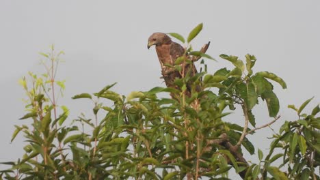 Gemeiner-Adler-Im-Baum-Uhd-Mp4-4k-Video..