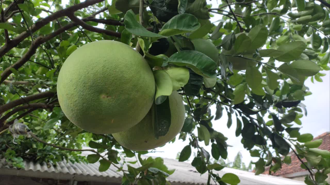 Arancia Pamelo