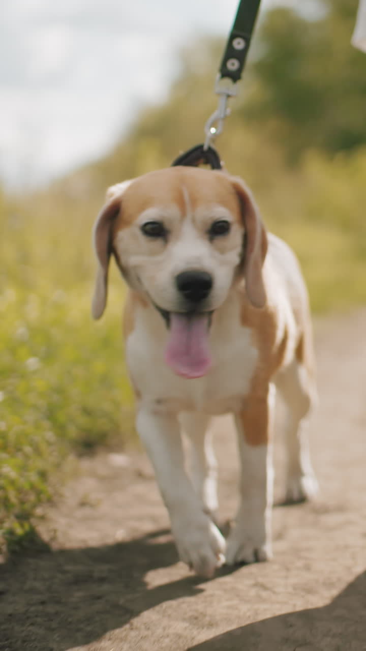 vista de la pierna de personas caminando por un camino de tierra con un perro feliz en la correa, la lengua fuera, disfrutando del aire fresco, con vista parcial de otros niños en el fondo, rodeados de exuberante vegetación bajo la luz del sol brillante