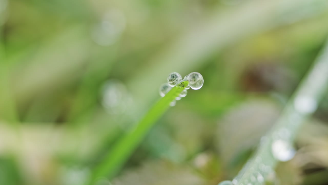 punta de hierba verde con gotas de agua por rocío matutino en invierno
