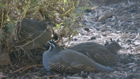 family of california quail sleeping under a bush