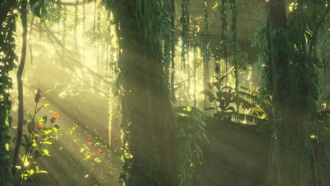 misty-rainforest-and-bright-sun-beams-through-trees-branches