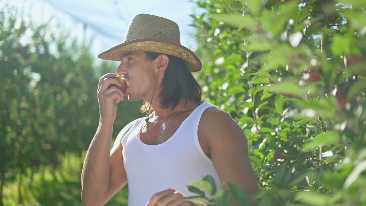 Man Picking and Eating Fresh Apples in an Orchard