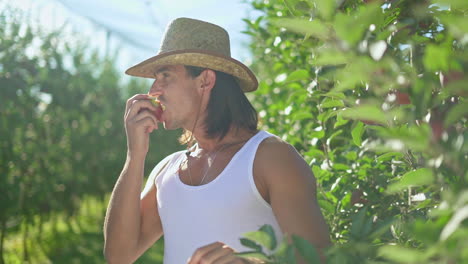 man picking and eating fresh apples in an orchard
