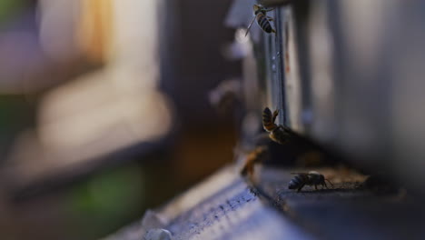 a bee flying into the hive close-up