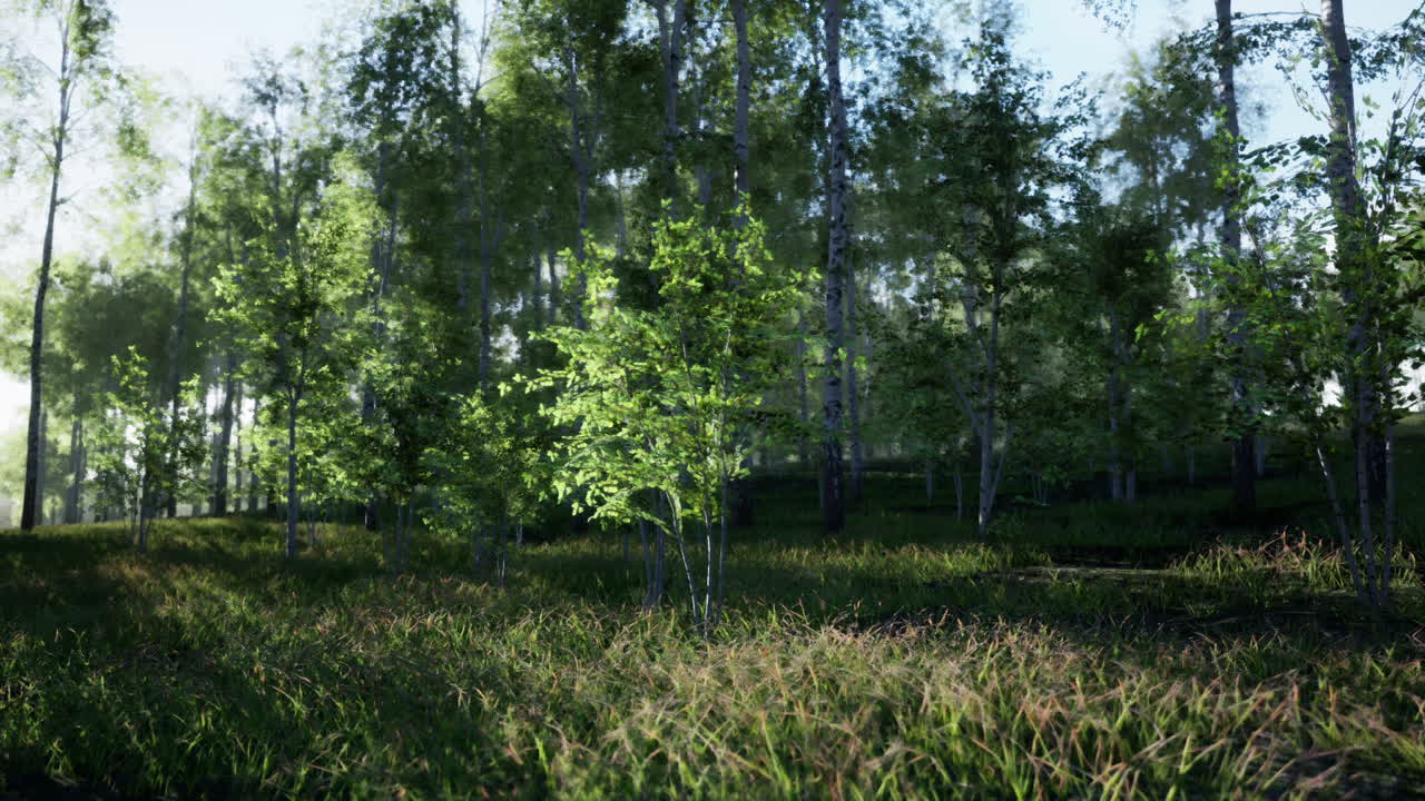 빛 이 비치는 버드 나무 들 이 있는 조용 한 숲 풍경