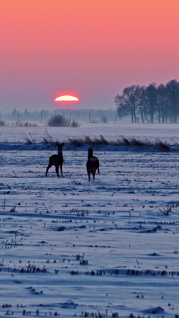Dois corços correndo por um campo nevado ao pôr do sol laranja vibrante, com uma linha de árvores enevoada, na paisagem de inverno rural da Letônia - câmera lenta vertical