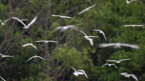 Los-Charranes-Son-Aves-Marinas-Que-Se-Pueden-Encontrar-En-Todo-El-Mundo-En-El-Mar,-Ríos-Y-Otros-Cuerpos-De-Agua-Más-Amplios