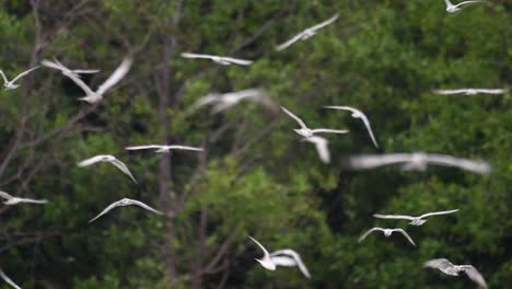 los charranes son aves marinas que se pueden encontrar en todo el mundo en el mar, ríos y otros cuerpos de agua más amplios