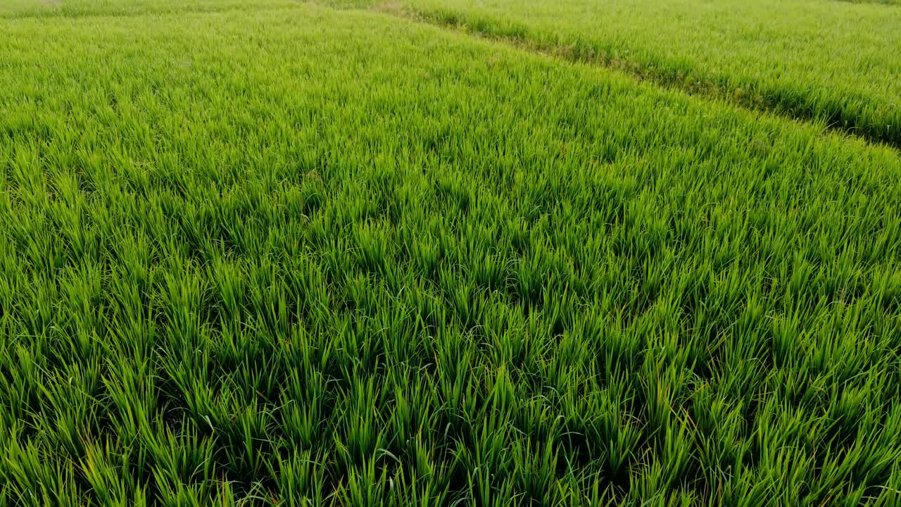 Vista ampla de exuberantes campos de arroz verde que se estendem por terras agrícolas rurais sob uma névoa matinal suave, capturando o crescimento agrícola fresco, a atmosfera campestre pacífica e a paisagem tropical vibrante