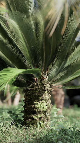 close-up of a cycad tree with lush green leaves