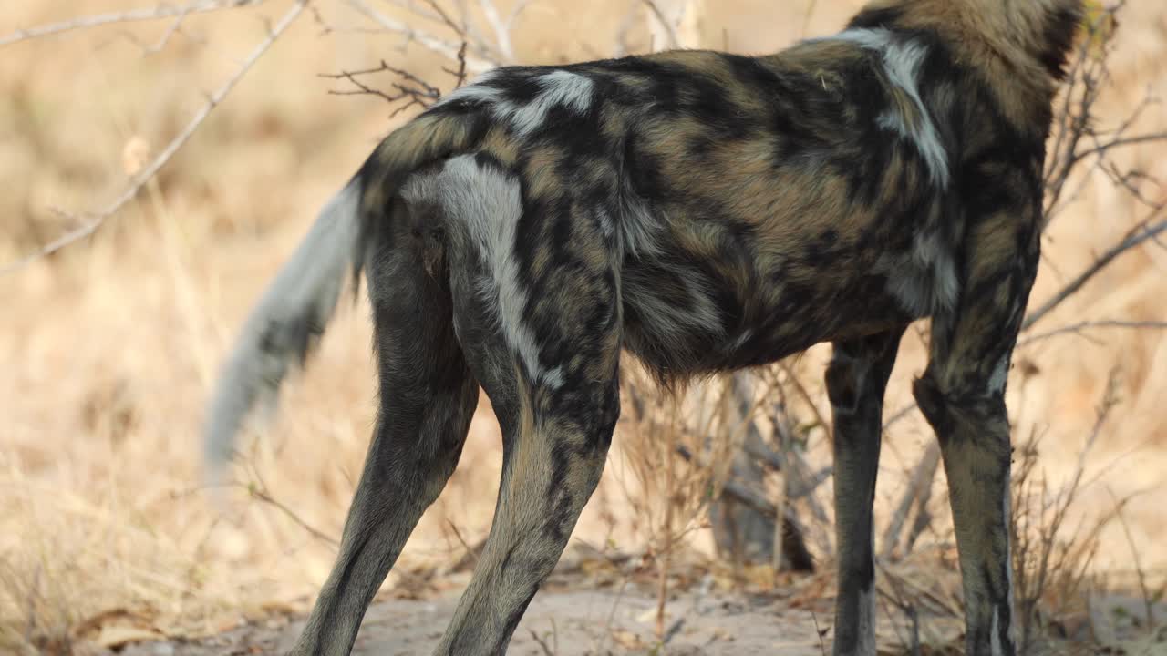 primer plano recortado de la cola de un perro salvaje africano moviéndose de un lado a otro, khwai, botswana