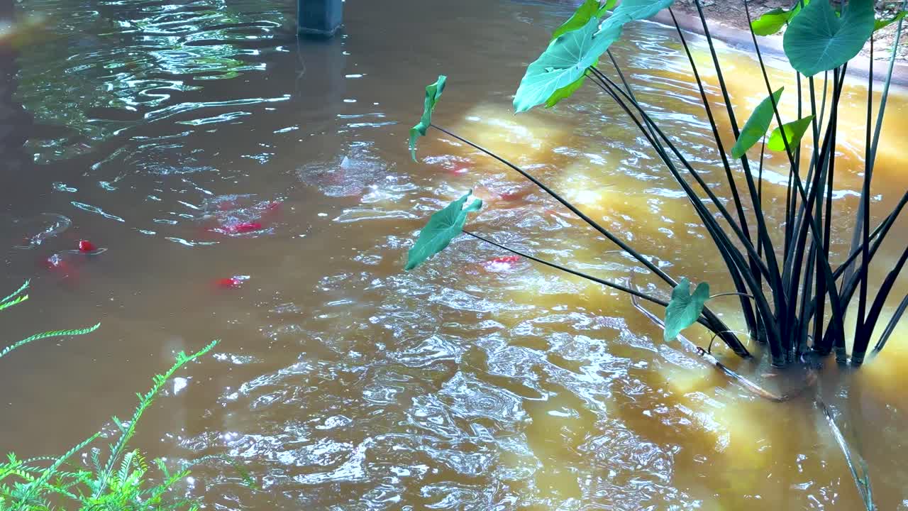 다채로운 물고기가 조용한 연못에서 헤엄치고 있습니다.