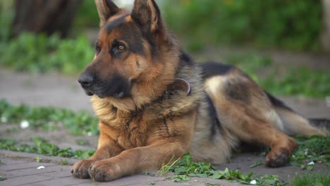 Precioso-Perro-Pastor-Alemán,-Inteligente-Y-Fácil-De-Entrenar.