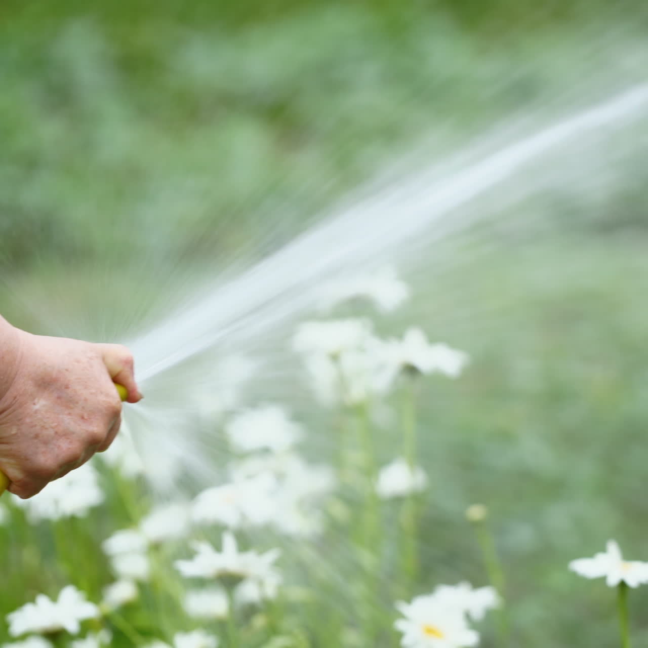 Water irrigation plants with a hose in the evening. Female's hand holding yellow hose pipe and watering white flowers in the garden.