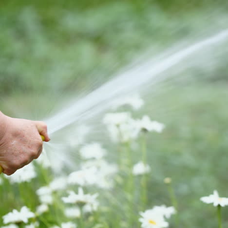 water irrigation plants with a hose in the evening. female's hand holding yellow hose pipe and watering white flowers in the garden.
