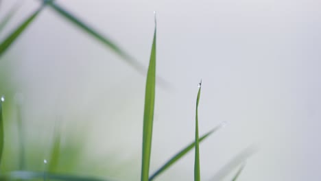 Droplets-on-the-grasses-along-the-river-from-which-water-evaporates-and-creates-a-dancing-mist-in-the-background