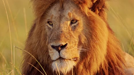 Slow-Motion-of-Male-lion,-Africa-Wildlife-Animal-in-Maasai-Mara-in-Kenya-on-African-Safari,-Close-Up-Face-Portrait-Looking-Around-in-Masai-Mara,-Big-Mane-in-Beautiful-Morning-Sun-Light-at-Sunrise