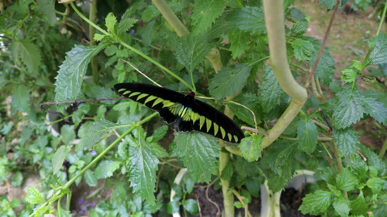 una mariposa vibrante con llamativas alas verdes y negras descansa en el follaje exuberante en las tierras altas de cameron