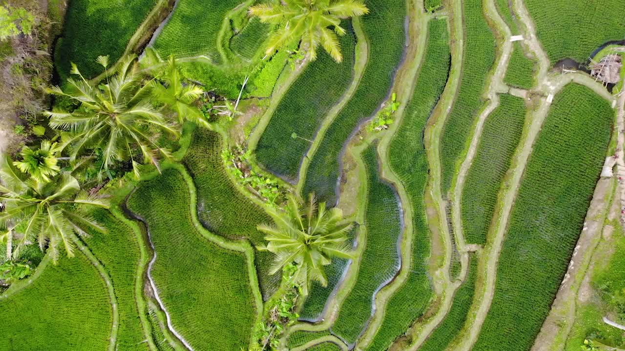 vista aérea moviéndose a través de un campo de arroz en ubud, bali